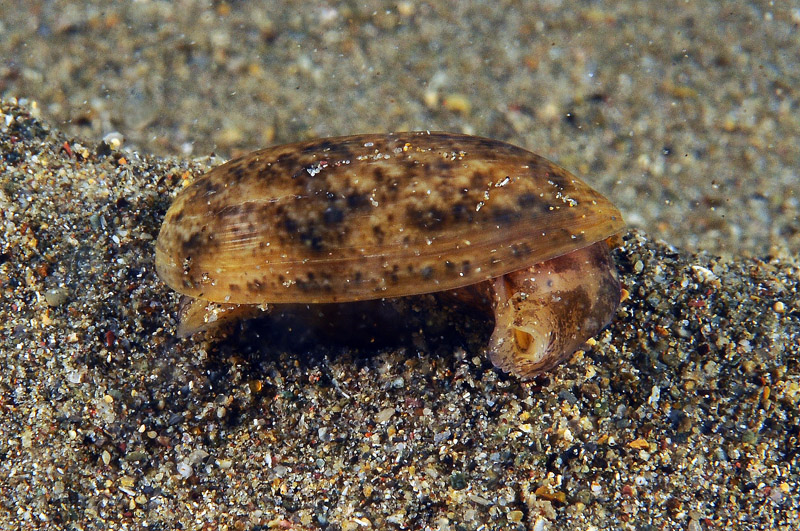 Bulla striata